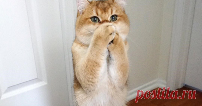 9 вещей, которые не любят кошки. Показываем на гифках Все знают: кошки своенравны и привередливы по своей природе. Если им что-то не нравится, они открыто это демонстрируют. Точно недовольство вашего питомца вызовут...