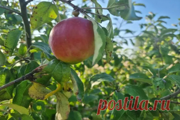 Как заставить старую яблоню снова плодоносить: метод «кнута и пряника» для деревьев. Такое вмешательство заставляет яблоню направить силы не в рост, а в плодоношение.