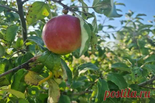 Как заставить старую яблоню снова плодоносить: метод «кнута и пряника» для деревьев. Такое вмешательство заставляет яблоню направить силы не в рост, а в плодоношение.