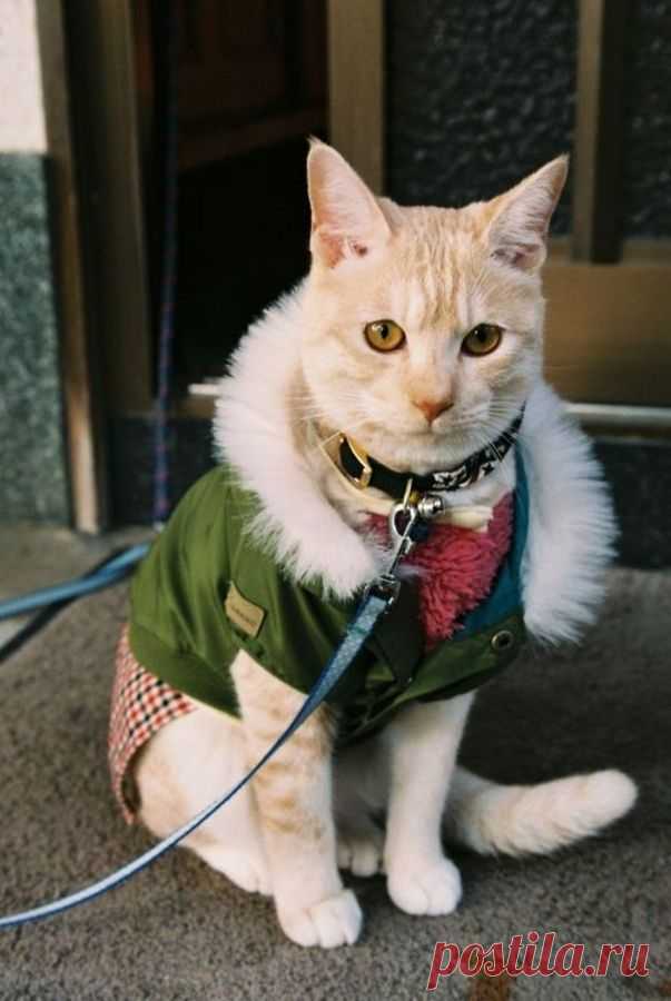 Стильные кошки