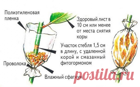 КАК РАЗМНОЖИТЬ ДЕРЕВЬЯ И КУСТАРНИКИ - МирТесен