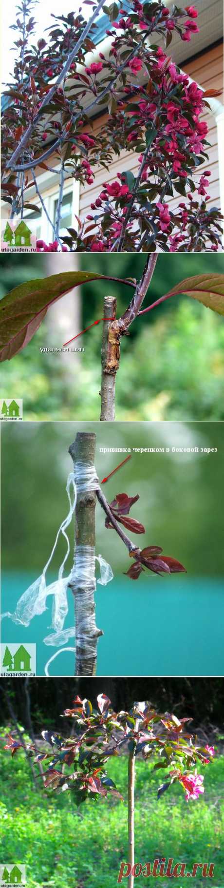 Краснолистная яблоня