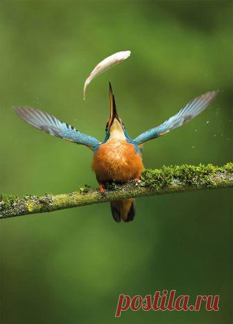 18 восхитительных снимков с конкурса лучших фотографий птиц