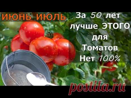 Томаты Вмиг Заплодоносят, Фитофторы у помидор Не Будет Никогда  Подкормите в Июне!