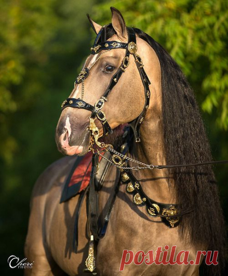 Ornate | My Friend Mystique Charm