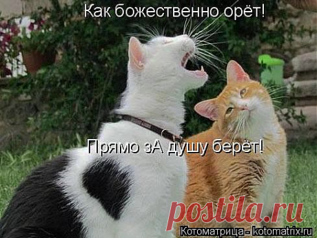 kotomatritsa_Ut6.jpg (Изображение JPEG, 489 × 368 пикселов)