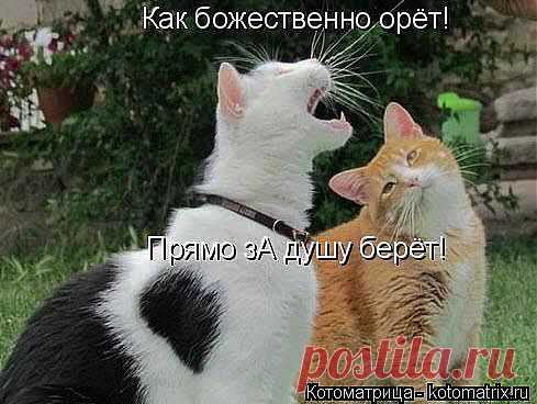 kotomatritsa_Ut6.jpg (Изображение JPEG, 489 × 368 пикселов)