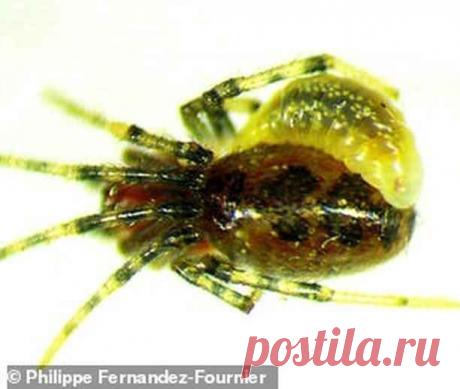 Зомби-рабы в мире насекомых, как раб становится едой, нянькой и телохранителем хозяина-паразита