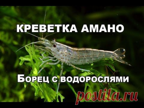 Креветка Амано. Неутомимый борец с водорослями. - YouTube