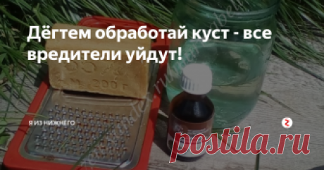 Дёгтем обработай куст - все вредители уйдут! На днях была в районе по делам, и в аптеке на глаза попался дёготь берестовый. А ведь мне тут достался от соседей рецепт от муравьёв и тли как раз на основе этого резко пахнущего чёрного вещества. Цена за пузырёк 50 мл - около 50 рублей, я его закупила и поехала домой готовить чудо-средство.

