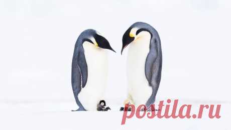Pingüinos emperadores, Bahía Atka, Antártida - Bing Gallery⁤