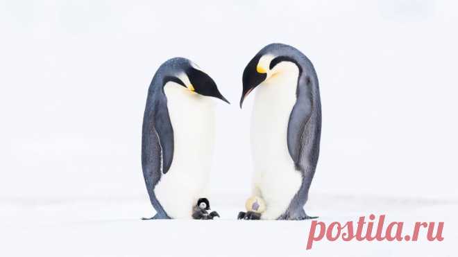 Pingüinos emperadores, Bahía Atka, Antártida - Bing Gallery⁤