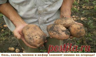 Иногда нам и в голову не приходит, что удобрения и ядохимикаты могут заменить самые обычные продукты - соль, сахар, чеснок, кефир, горчица. Вот, например, появились на томатах первые признаки фитофтороза. Чтобы спасти плоды, надо ускорить