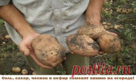 Иногда нам и в голову не приходит, что удобрения и ядохимикаты могут заменить самые обычные продукты - соль, сахар, чеснок, кефир, горчица. Вот, например, появились на томатах первые признаки фитофтороза. Чтобы спасти плоды, надо ускорить