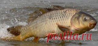 Карповые. Семейство  | НА РЫБАЛКУ !!!!