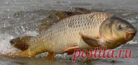 Карповые. Семейство  | НА РЫБАЛКУ !!!!