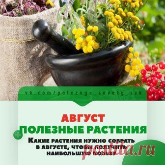 КАКИЕ ПОЛЕЗНЫЕ ТРАВЫ СОБИРАТЬ В АВГУСТЕ 

В августе, как и в другие месяцы, приходит черед собирать отдельные лекарственные травы. Именно в это время они отдают нам всю свою силу и пользу. Иначе зря сорвали - толку не будет.\И да, не вредите - не вырывайте с корнем, не набирайте лишнее, чтоб потом просто выкинуть на мусорку, отбирайте только нужно вам.
Показать полностью…