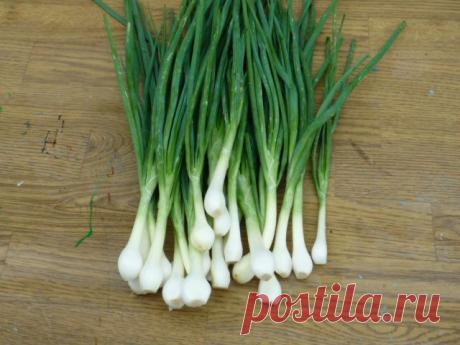 Лук Шалот душистый и нежный — секреты выращивания | Гармония в саду...