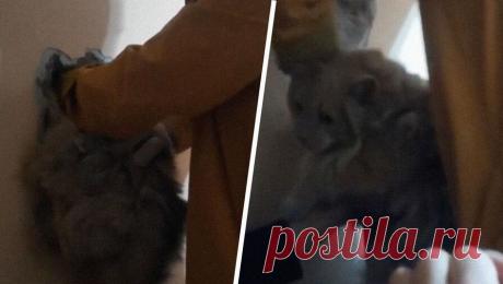 Толстый кот застрял в вентиляционной шахте и провисел вниз головой 10 часов. В Красногвардейском районе Петербурга спасли большого сибирского кота, провалившегося в вентиляционную шахту. Об этом сообщает администрация района в Telegram-канале. Инцидент произошел в одном из домов по Таллинской улице, любопытный ...