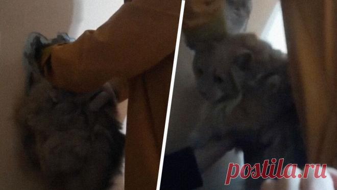 Толстый кот застрял в вентиляционной шахте и провисел вниз головой 10 часов. В Красногвардейском районе Петербурга спасли большого сибирского кота, провалившегося в вентиляционную шахту. Об этом сообщает администрация района в Telegram-канале. Инцидент произошел в одном из домов по Таллинской улице, любопытный ...