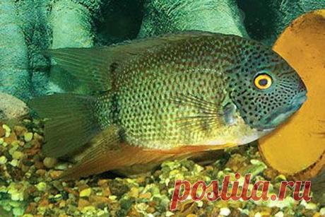 Cichlasoma-severum_vulg01.jpg (600×400)