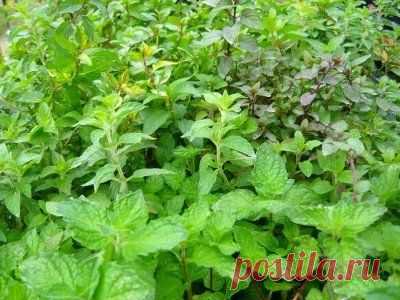 Как определить кислотность почвы самостоятельно на своем участке - FB.ru