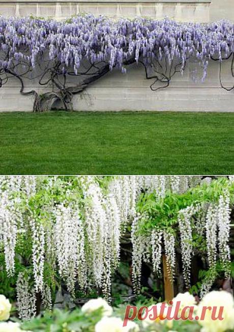 Выращивание глицинии (вистерии) « САД ЧУДЕС