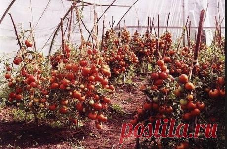без внимания к помидорам урожая не будет