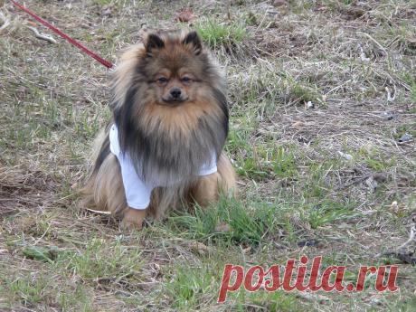 Михаил какает