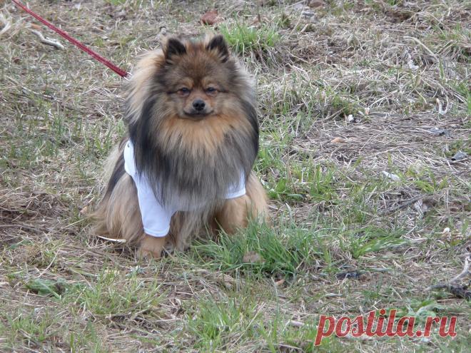 Михаил какает