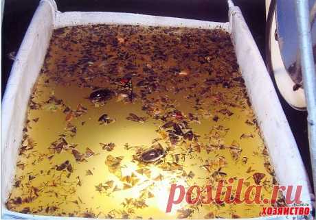 От моего изобретения дохнут все вредители. Химия не нужна!