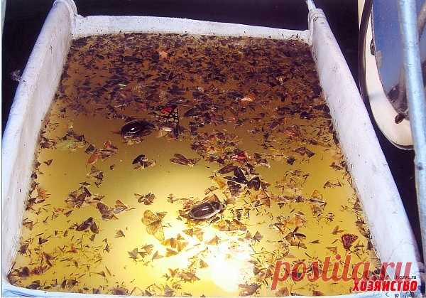 От моего изобретения дохнут все вредители. Химия не нужна!