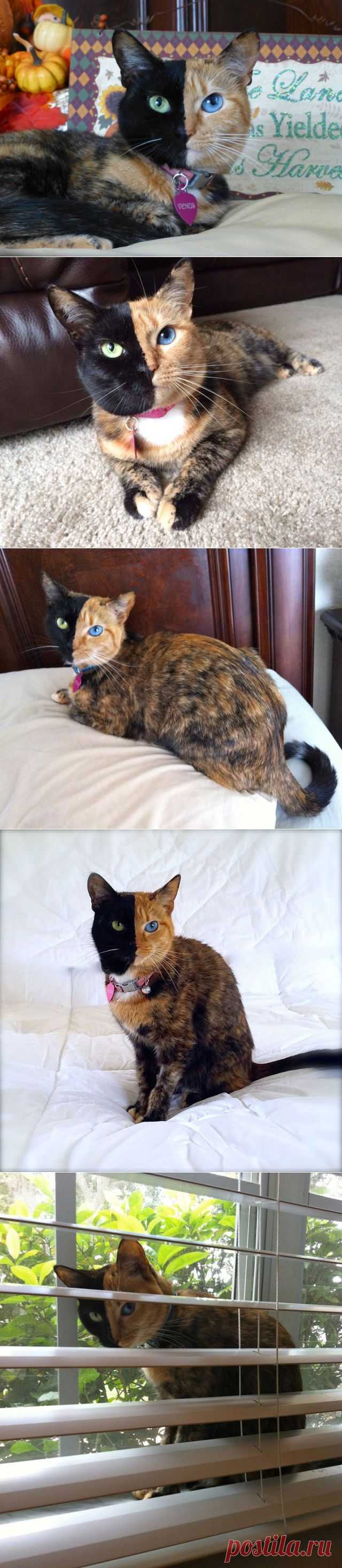 Hard to believe but this Two colored Face Cat is real. WhereCoolThingsHappen. Трудно поверить, но он па самом деле существует! Кот с двухцветной мордочкой.