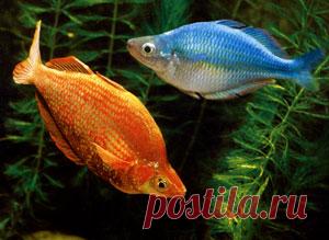 Аквариумные рыбки. Банк рецептов