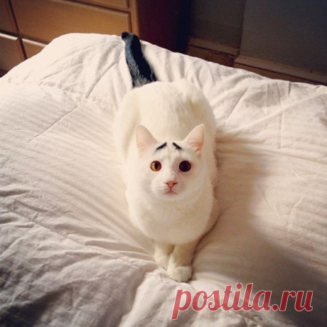 Сэм, кот с бровями.
https://instagram.com/samhaseyebrows#
