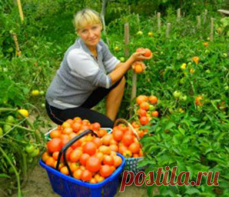 BioGrow – стимулятор роста