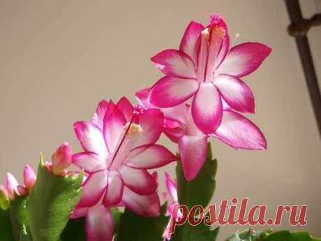 Моя любимая подкормка декабриста для пышного цветения осенью и зимой В заключение темы хочу добавить, что несмотря на всю эффективность подкормки, естественно, для цветения декабриста нужно обеспечивать ему базовый необходимый уход — держать в горшке подходящего...