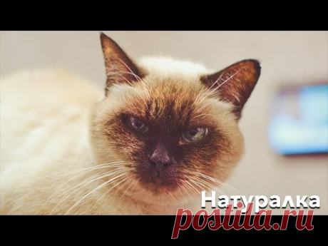 Питание котов. Большой выпуск
