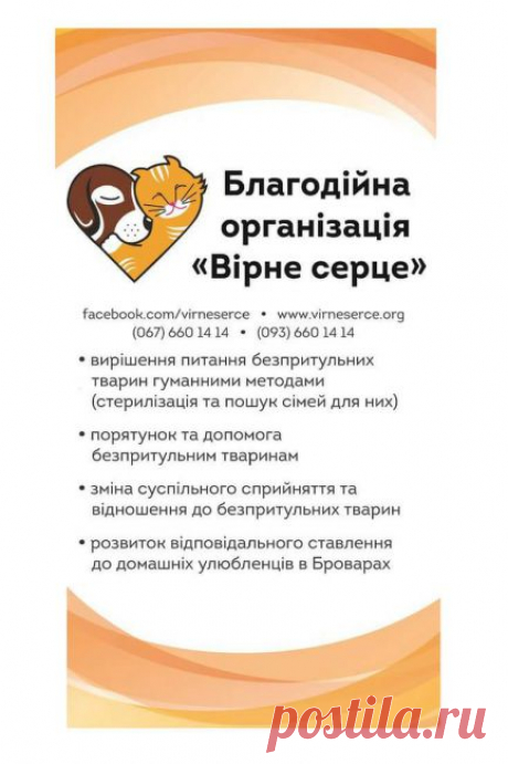Недорого стерилизовать кошку. - Советчица Кидстафф