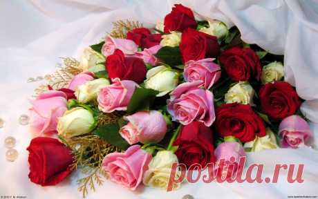 13625_rose_bouquet_w_2560x1600.jpg (2560×1600)