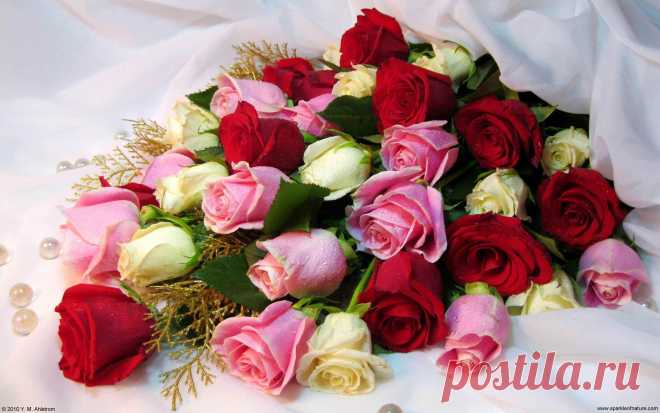 13625_rose_bouquet_w_2560x1600.jpg (2560×1600)