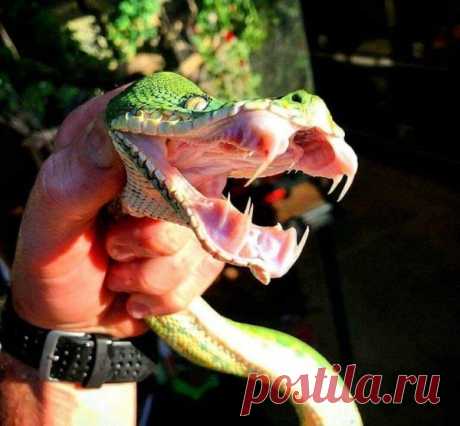 Мощная и пугающая сторона мира животных на снимках