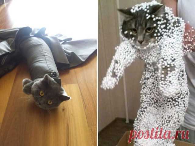 Кошки, попавшие в неловкое положение / Питомцы