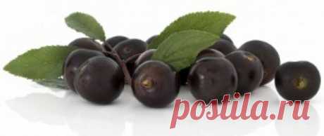 Терн – польза и полезные свойства терна