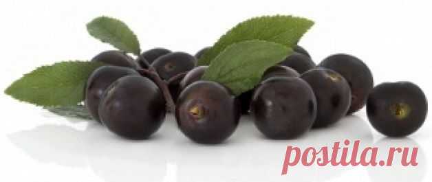 Терн – польза и полезные свойства терна