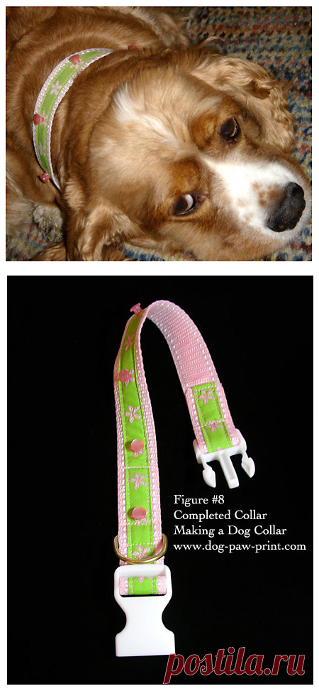 How To Make a Dog Collar