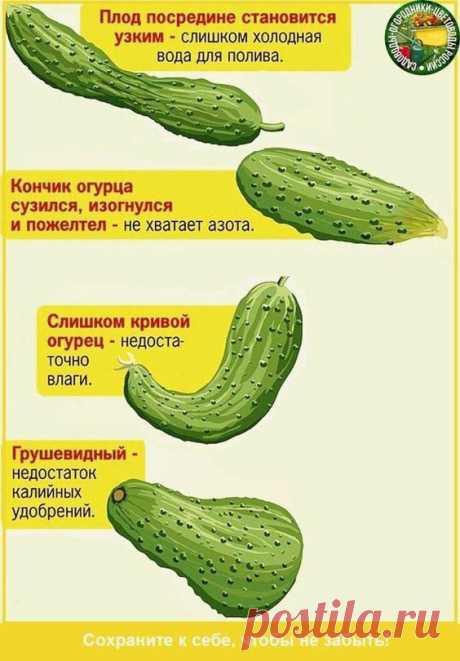 что не хватает огурцу