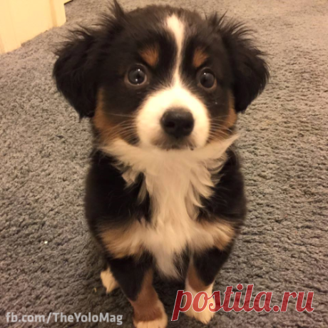VsegoPonemnogu : cuteness–overload: Puppy eyes Source:...