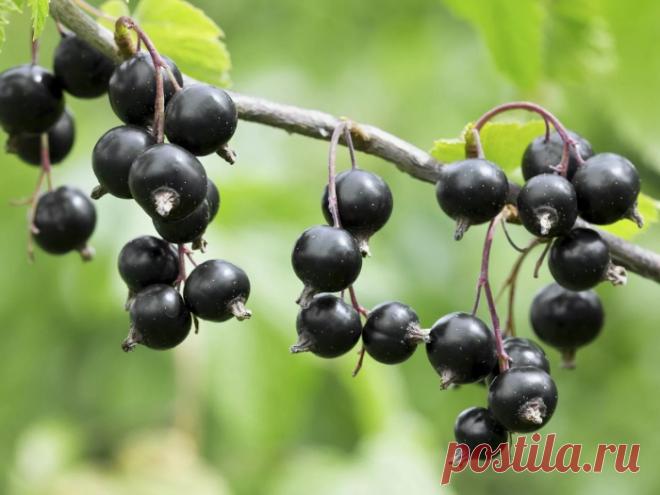 11 ЛЕЧЕБНЫХ СВОЙСТВ ЧЕРНОЙ СМОРОДИНЫ