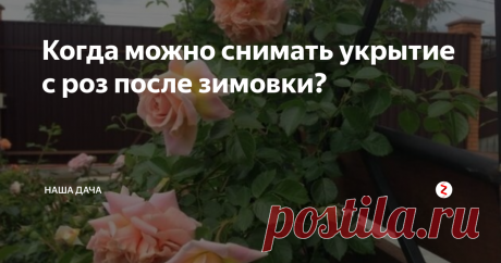 Когда можно снимать укрытие с роз после зимовки? Вопросом, когда их «укутать» на зиму, цветоводы почти не заморачиваются – чуть приударили первые легкие морозцы, значит, время пришло. А вот когда их развернуть? Ведь погода весной так обманчива, днем может быть настоящая весна – до плюс восьми выше нуля, а ночью нежданно-негаданно вдруг ударят морозы.